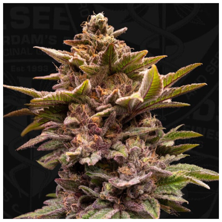 Pure Lemon Cherry [ T.H Seeds ] ☘️ Diosa Planta