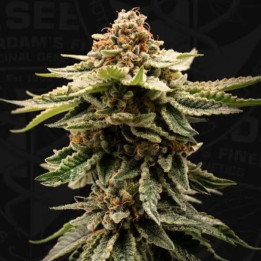 Candy Belt [ T.H Seeds ] ☘️ Diosa Planta
