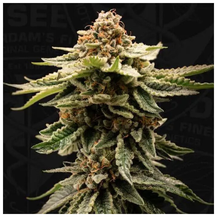 Candy Belt [ T.H Seeds ] ☘️ Diosa Planta