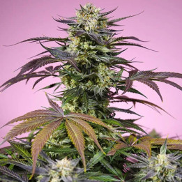 Gelonade [ Sweet Seeds ] ☘️ Diosa Planta