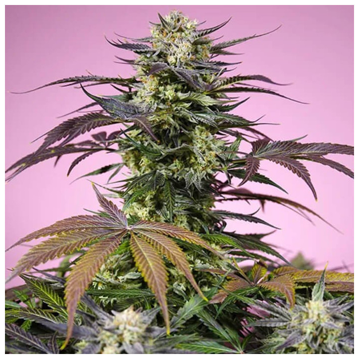 Gelonade [ Sweet Seeds ] ☘️ Diosa Planta