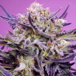 Pink Guava F1 Fast Version [ Sweet Seeds ] ☘️ Diosa Planta