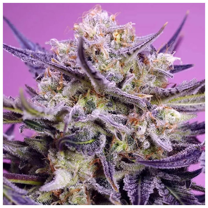 Pink Guava F1 Fast Version [ Sweet Seeds ] ☘️ Diosa Planta
