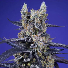 Super Boof XL Auto [ Sweet Seeds ] ☘️ Diosa Planta