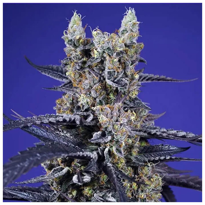 Super Boof XL Auto [ Sweet Seeds ] ☘️ Diosa Planta