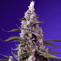 Banana Cream Cake XL Auto [ Sweet Seeds ] ☘️ Diosa Planta