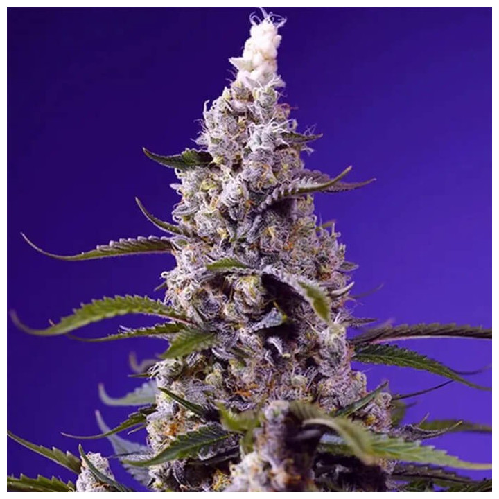 Banana Cream Cake XL Auto [ Sweet Seeds ] ☘️ Diosa Planta
