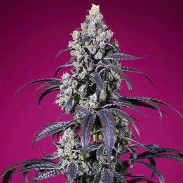 Tropicanna Cherry XL Auto [ Sweet Seeds ] ☘️ Diosa Planta