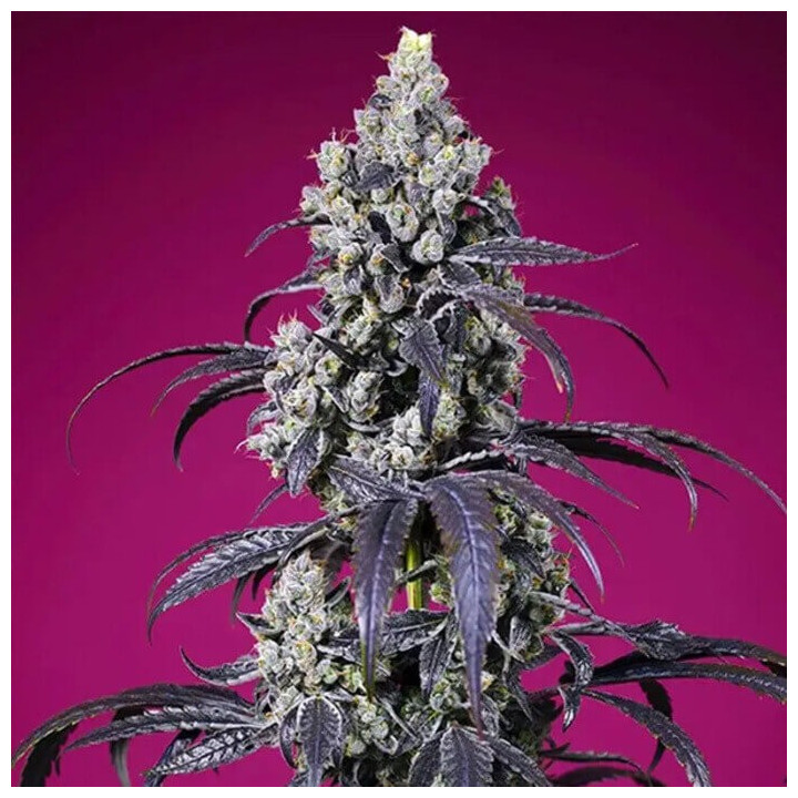 Tropicanna Cherry XL Auto [ Sweet Seeds ] ☘️ Diosa Planta