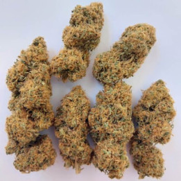 Magic Carrot ☘️ [ Ace Seeds ] | Diosa Planta