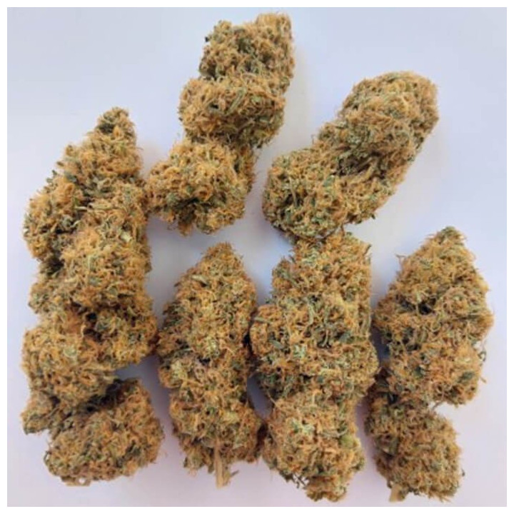 Magic Carrot ☘️ [ Ace Seeds ] | Diosa Planta
