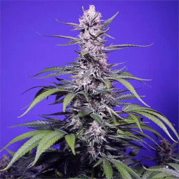 Permanent Marker XL Auto [ Sweet Seeds ] ☘️ Diosa Planta