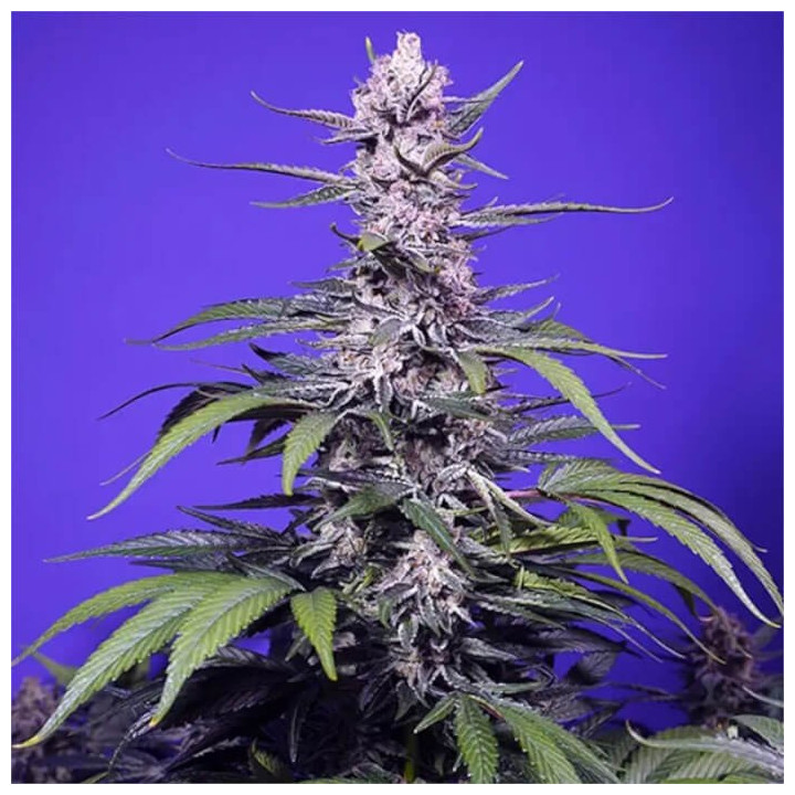 Permanent Marker XL Auto [ Sweet Seeds ] ☘️ Diosa Planta