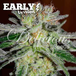 Northern Light Blue Early Version [ Delicious Seeds ] ☘️ Diosa Planta