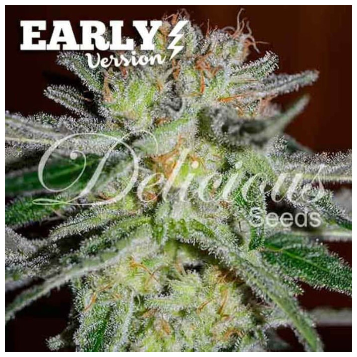 Northern Light Blue Early Version [ Delicious Seeds ] ☘️ Diosa Planta