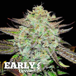 Purple Mango Kush Early Version [ Delicious Seeds ] ☘️ Diosa Planta