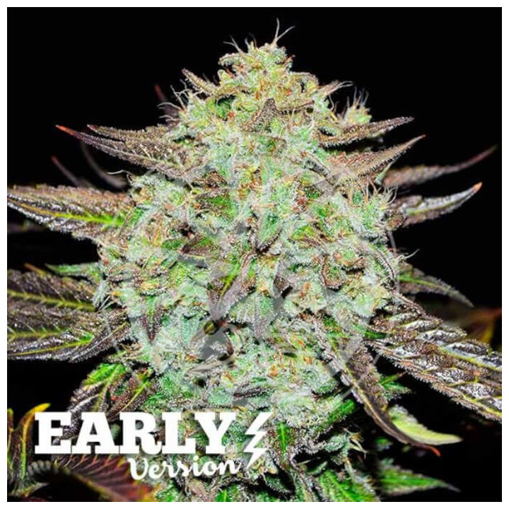 Purple Mango Kush Early Version [ Delicious Seeds ] ☘️ Diosa Planta