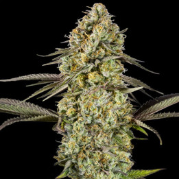 Semillas de marihuana autoflorecientes feminizadas Georgia Pie Auto de Advanced Seeds