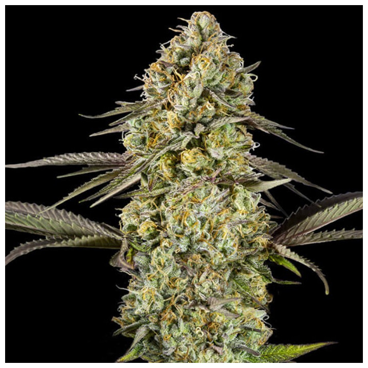 Semillas de marihuana autoflorecientes feminizadas Georgia Pie Auto de Advanced Seeds