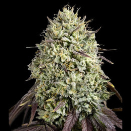 Semillas de marihuana feminizadas Georgia Pie de Advanced Seeds