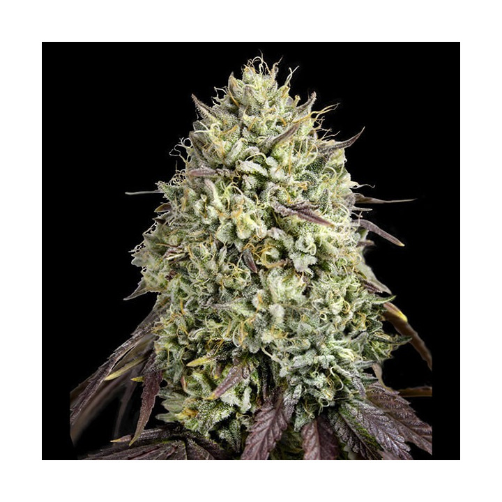 Semillas de marihuana feminizadas Georgia Pie de Advanced Seeds