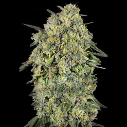 Semillas de marihuana feminizadas Papaya Triploid de Advanced Seeds