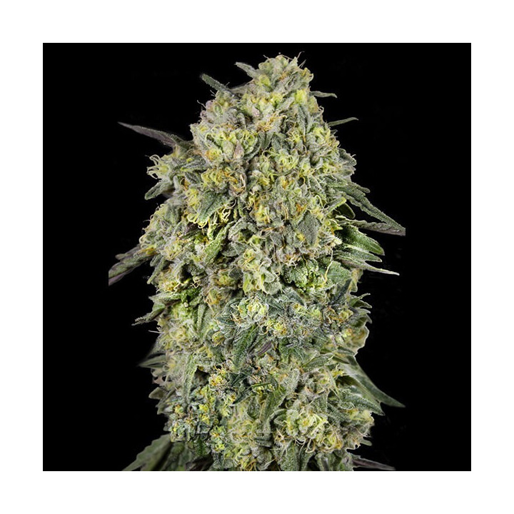 Semillas de marihuana feminizadas Papaya Triploid de Advanced Seeds