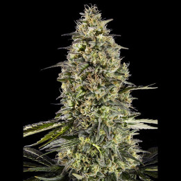 Semillas de marihuana feminizadas Runtz Triploid de Advanced Seeds