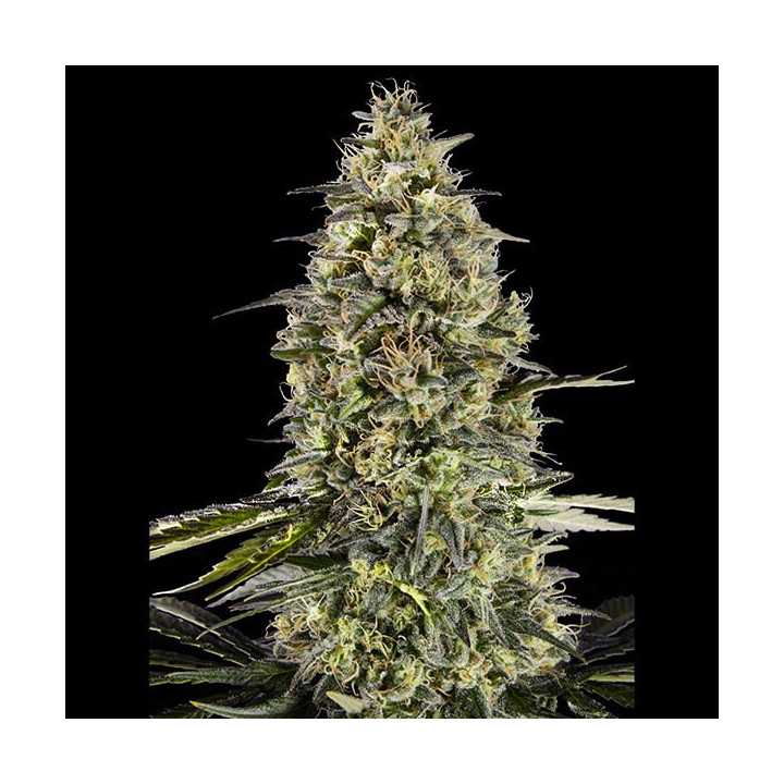 Semillas de marihuana feminizadas Runtz Triploid de Advanced Seeds