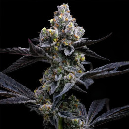 Semillas de marihuana feminizadas Garlic Cookies de Barney's Farm