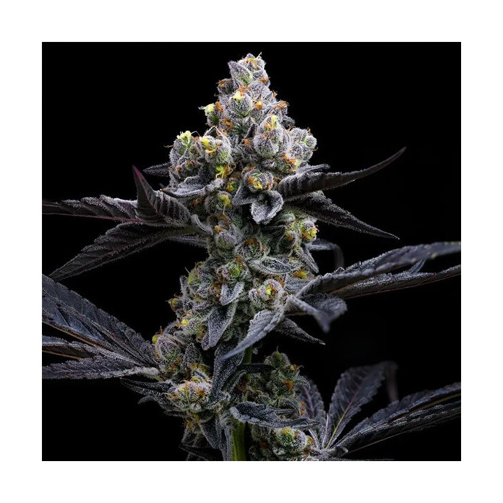 Semillas de marihuana feminizadas Garlic Cookies de Barney's Farm