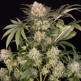 Semillas de marihuana feminizadas Ak de Barney's Farm