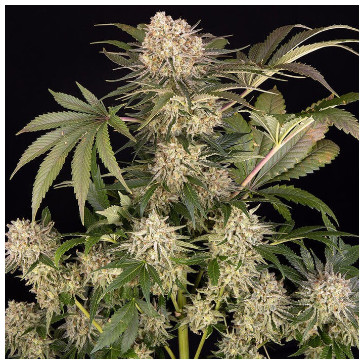 Semillas de marihuana feminizadas Ak de Barney's Farm