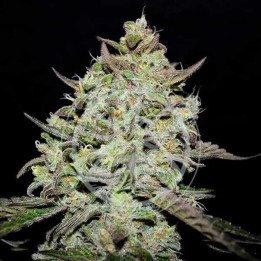 Semillas de marihuana feminizadas Lemon Gazzy de Delicious Seeds