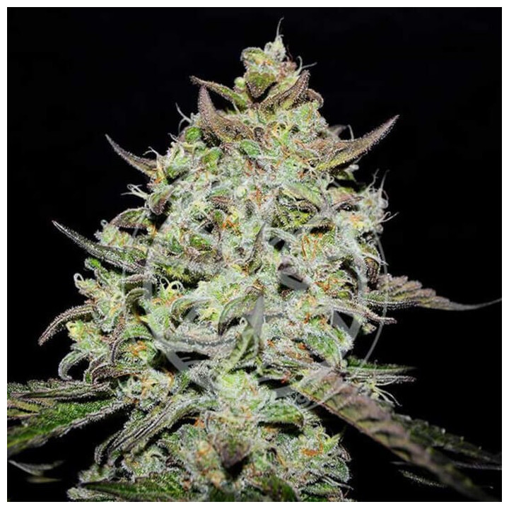 Semillas de marihuana feminizadas Lemon Gazzy de Delicious Seeds