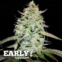 Semillas de marihuana feminizadas Lemon Gazzy Early Version de Delicious Seeds