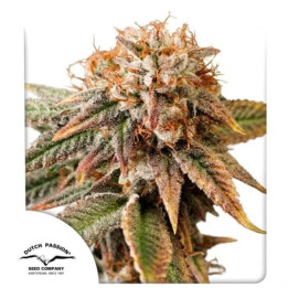 Semillas de marihuana autoflorecientes feminizadas Kingstong Punch Auto de Dutch Passion