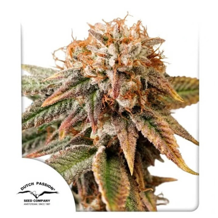 Semillas de marihuana autoflorecientes feminizadas Kingstong Punch Auto de Dutch Passion