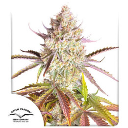 Semillas de marihuana feminizadas Fruit Bomb Punch de Dutch Passion
