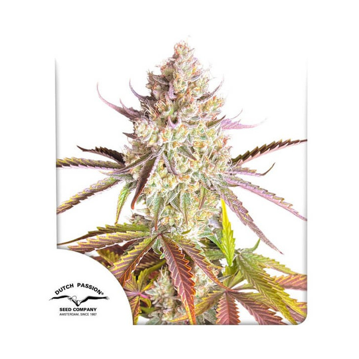 Semillas de marihuana feminizadas Fruit Bomb Punch de Dutch Passion