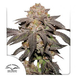 Semillas de marihuana feminizadas Kingston Punch de Dutch Passion