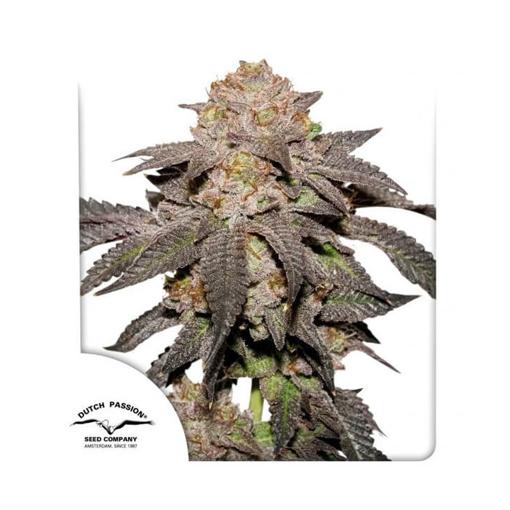 Semillas de marihuana feminizadas Kingston Punch de Dutch Passion