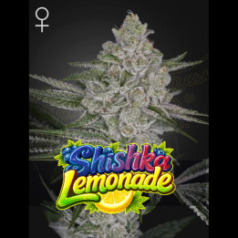 Semillas de marihuana feminizadas Shiska Lemonade de Green House