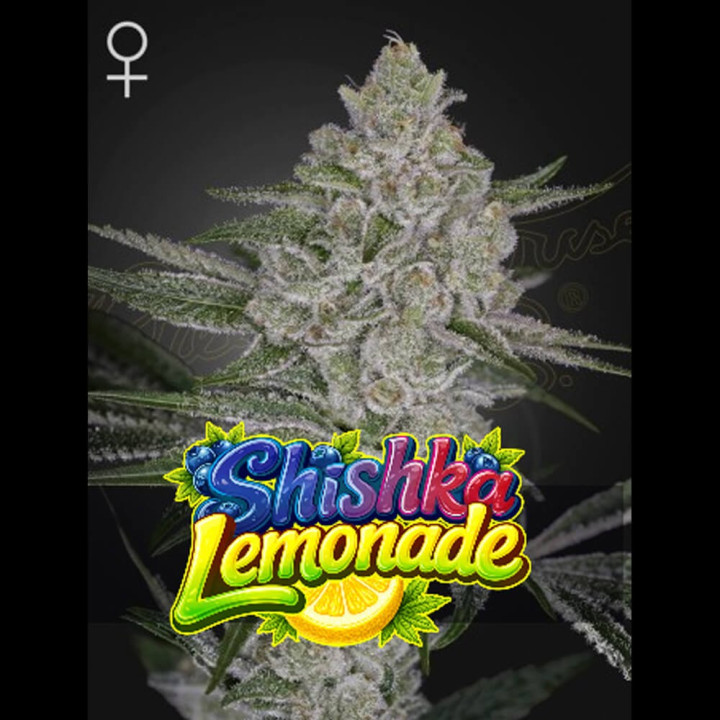 Semillas de marihuana feminizadas Shiska Lemonade de Green House