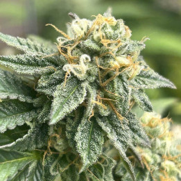 Semillas de marihuana autoflorecientes feminizadas Banana Desert Auto de R-Kiem Seeds