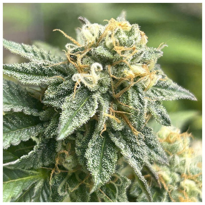 Semillas de marihuana autoflorecientes feminizadas Banana Desert Auto de R-Kiem Seeds