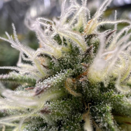 Semillas de marihuana autoflorecientes feminizadas G.O.S Auto de R-Kiem Seeds