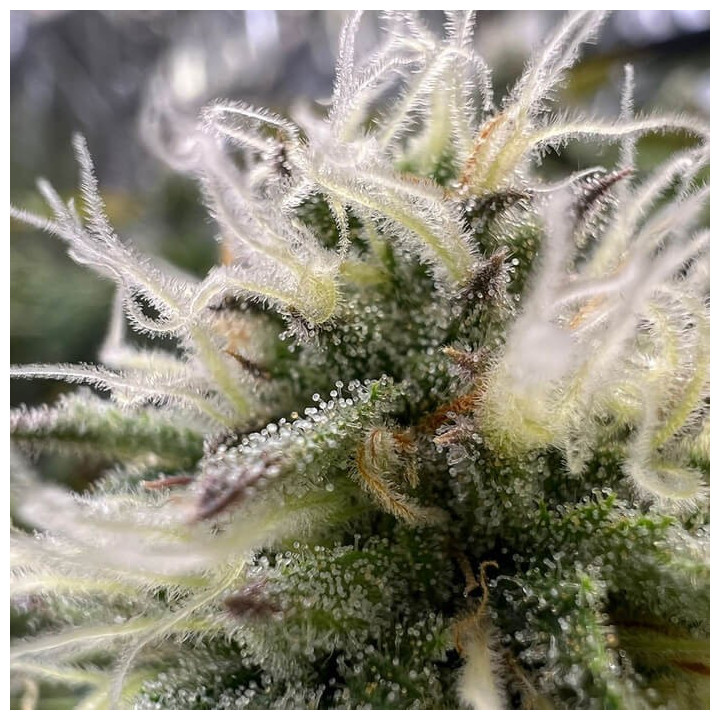 Semillas de marihuana autoflorecientes feminizadas G.O.S Auto de R-Kiem Seeds