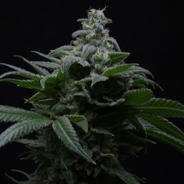 Semillas de marihuana autoflorecientes feminizadas Hibiscus Auto de R-Kiem Seeds