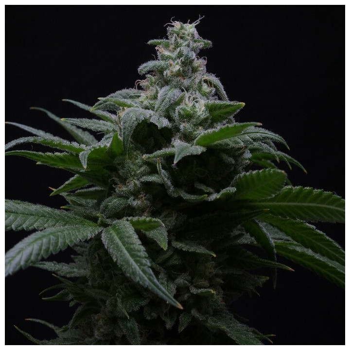 Semillas de marihuana autoflorecientes feminizadas Hibiscus Auto de R-Kiem Seeds
